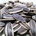 Inner Mongolia sunflower seeds in shell